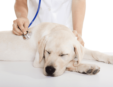 Clínica Veterinaria Kynós - Revisando perro