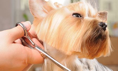 Clínica Veterinaria Kynós - Cortando pelo de perro